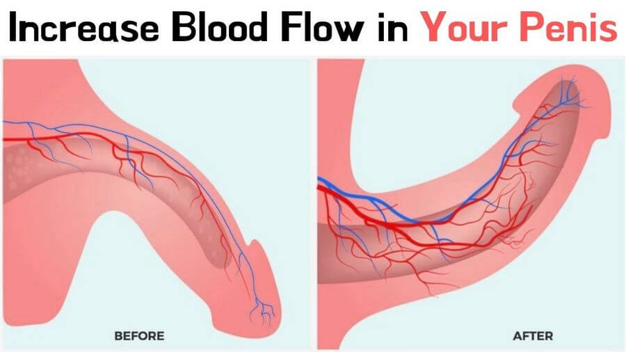 blood flow penis enlargement