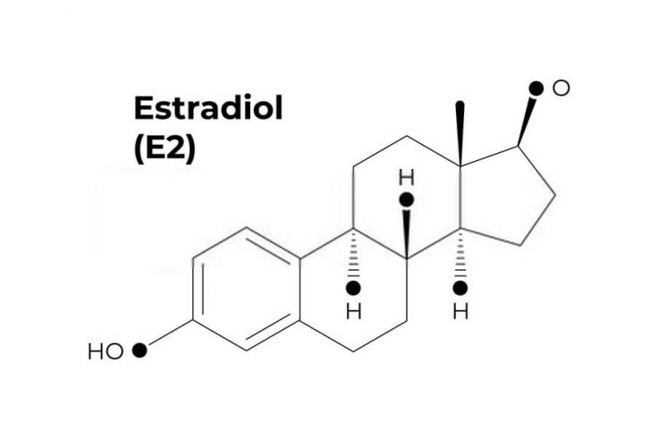 estradiol vs testosterone