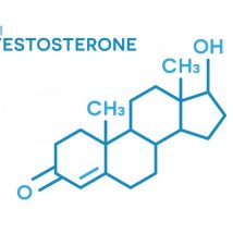 accutane and testosterone