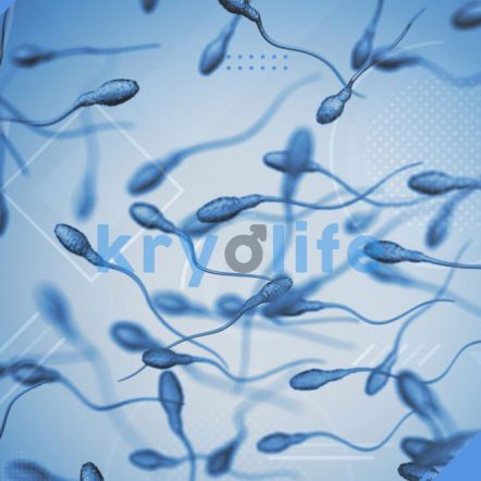 sperm life cycle